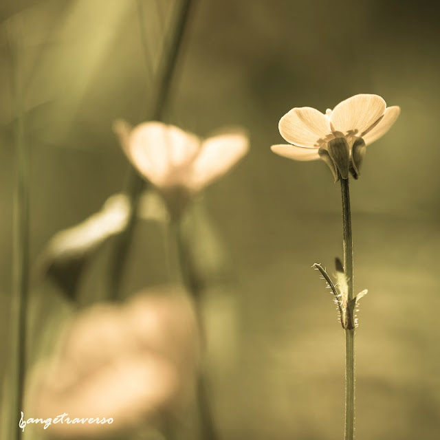 Nature, flore de France, Haute-Savoie