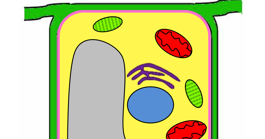 A School Called Home: Growing Some Plant Cells