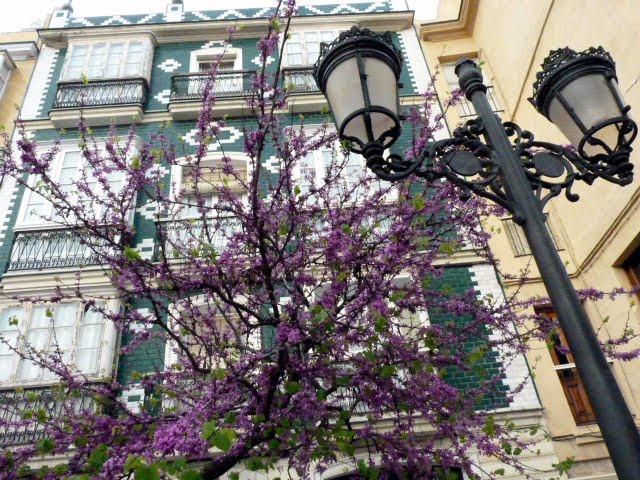 Edificios y árboles del pópulo Edificios y árboles del pópulo