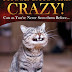 Those Cats are Crazy! - Free Kindle Non-Fiction