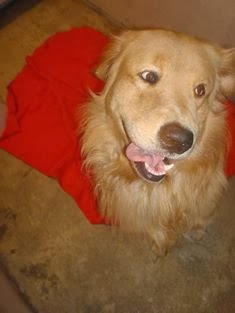 Where Dogs Get Kennel Cough D Where Dogs Get Kennel Cough D