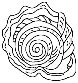 Coloriage coquillage