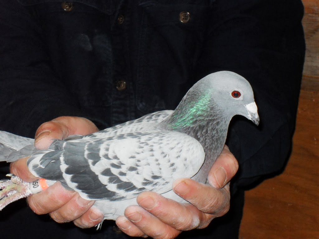 AMERICAN RACING PIGEON UNION WESTERN OPEN II