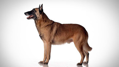 Belgian Malinois Dog Herding