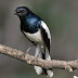 Download suara Kicau burung kacer mp3 thumbnail