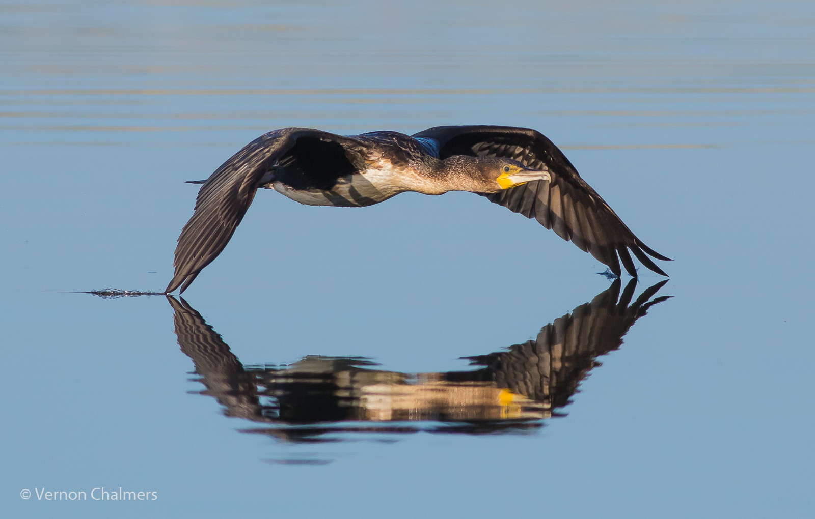 Vernon Chalmers Photography Low Flying Cormorant Woodbridge Island