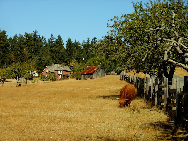 Ruckles Farm on Saltspring Island:  I've never liked the word "bucolic", but this is it