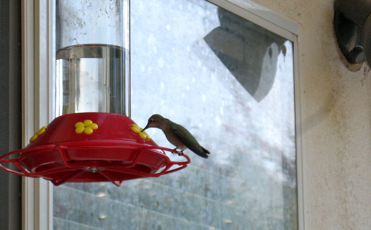 hummingbird food recipe brown thumb mama hummingbird food recipe brown thumb mama