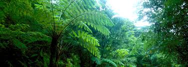 Soil fungi,Latur district, The Journal of Ecology, Photon Journal, Photon Foundation