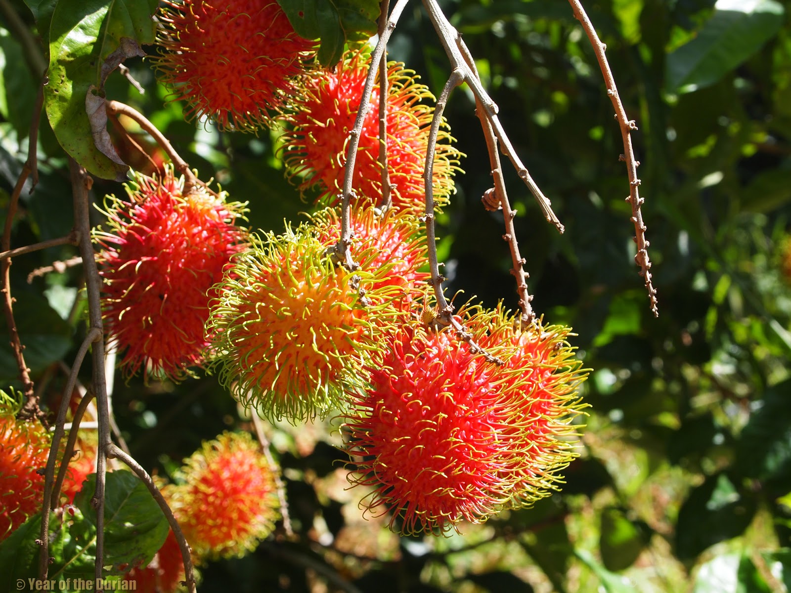 Puerto Rico Fruit Hunting Trip Photo Essay