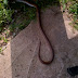 OMG – See this Huge Snake that was found in an Office Locker (See Photos)