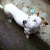 Procura-se o tutor de cachorrinha encontrada no Jd Vertoni.