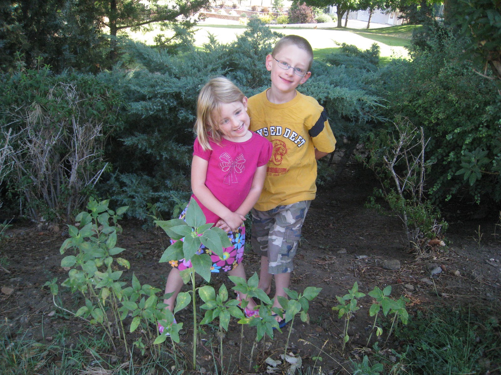 Growing a Sunflower Fort Teach Beside Me