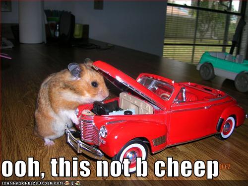 Hamster Pictures Funny