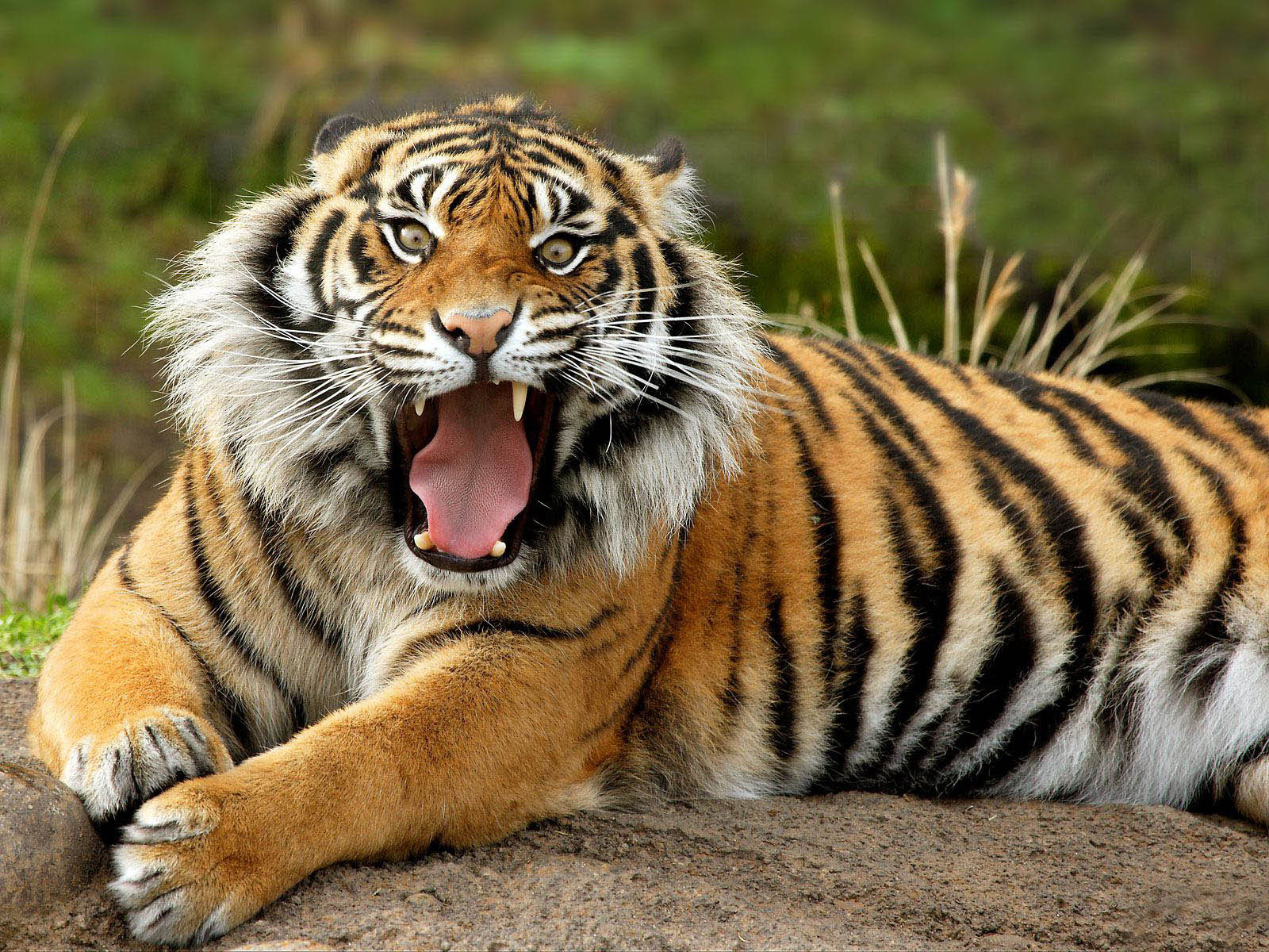 Wild Animals Wallpapers | Desktop Wallpapers Online