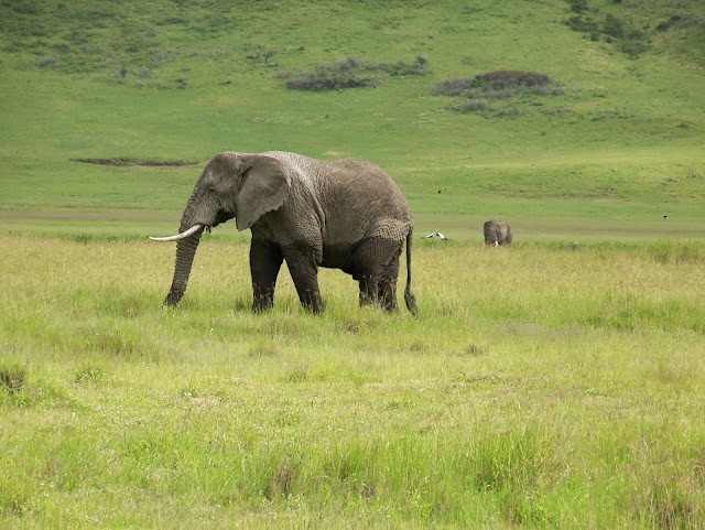 NGORONGORO CRATER TANZANIA