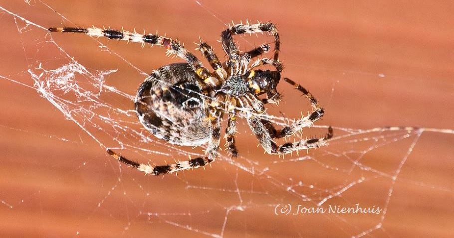 pacific northwest translucent spider