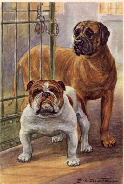 Bulldog And Mastiff