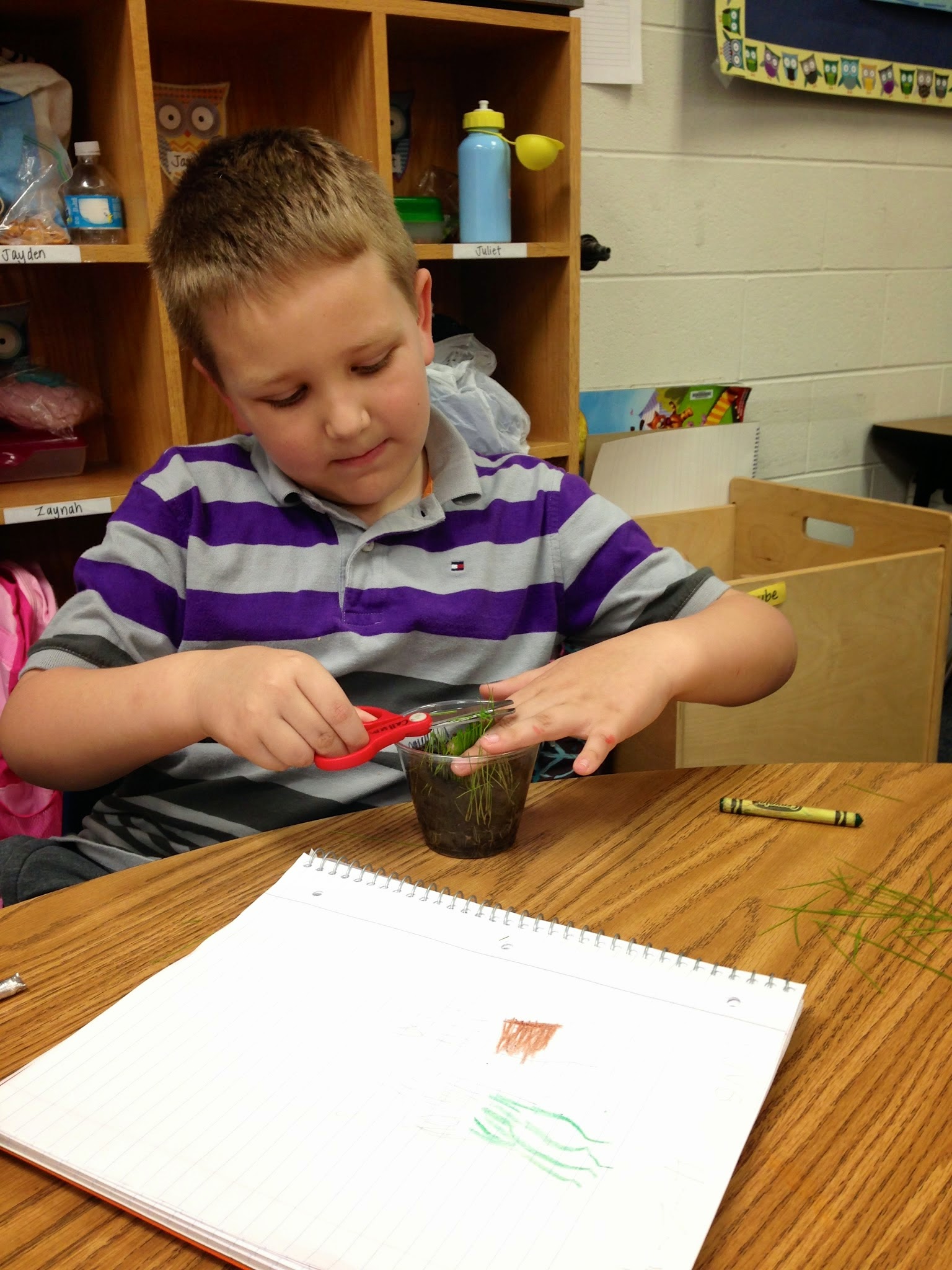 Is Cutting Grass A Physical Change? Science Explains! - vm08c5w