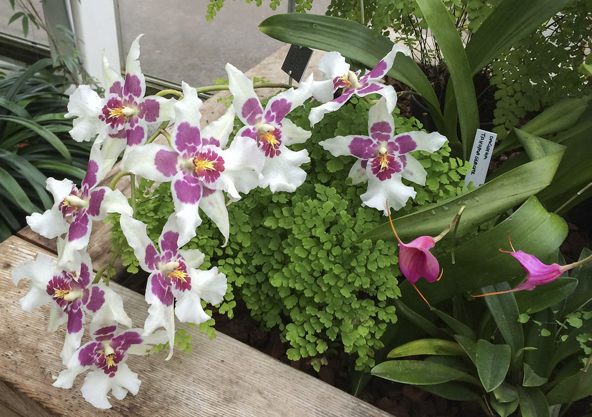 Orchids at the RHS garden, Wisley. 3 December 2013. Orchids at the RHS garden, Wisley. 3 December 2013.