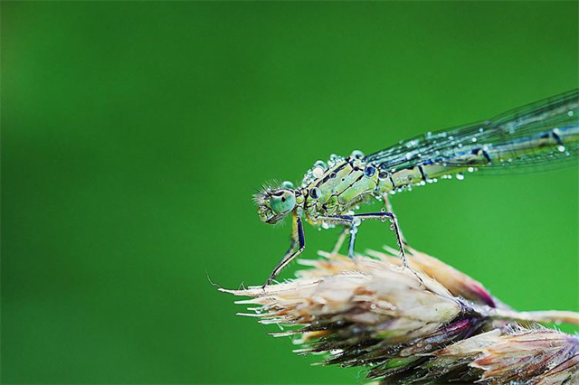 Fotos em macro de insetos molhados