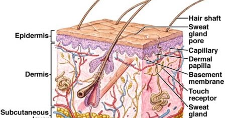 Difference Between Exocrine Glands and Endocrine glands | Major Differences