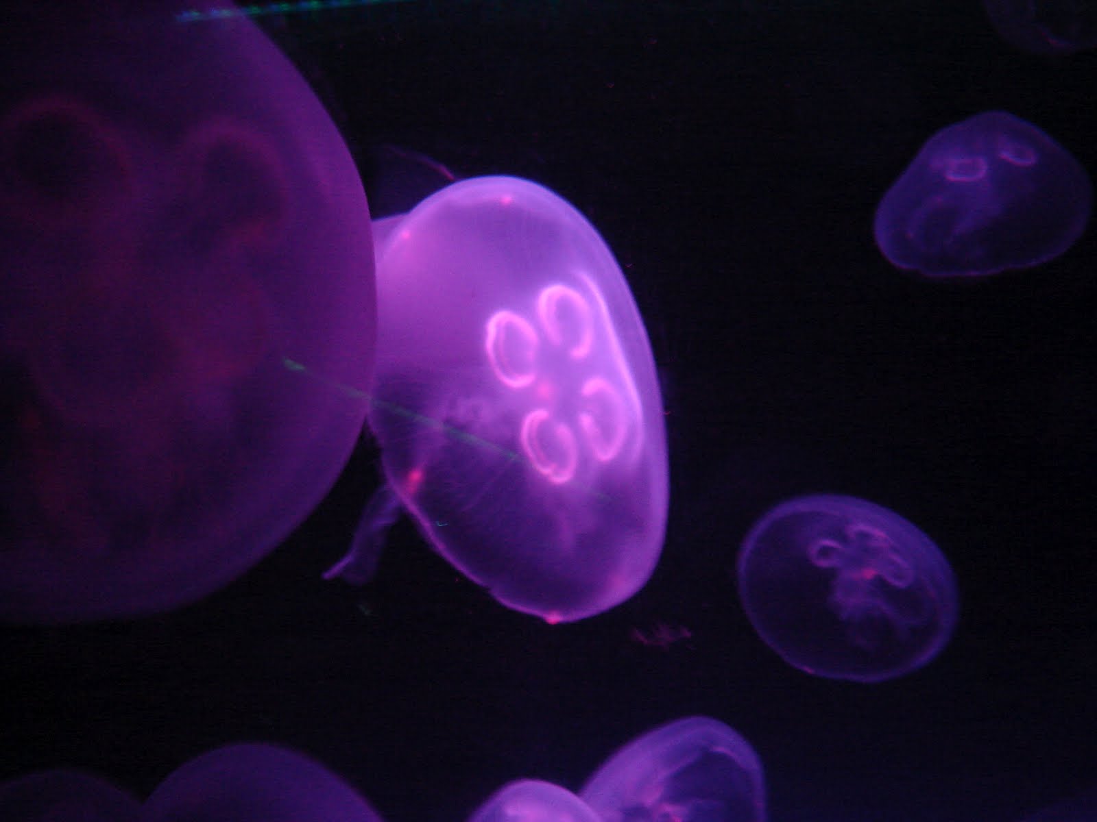 Jellyfish Florida