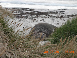 Elephant Seal