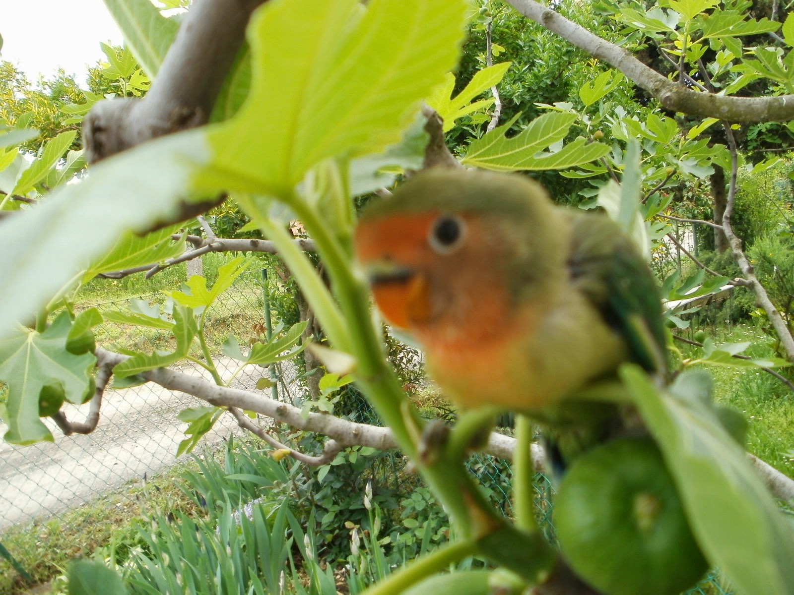 pitome papige MJEŠANCI ROZENKOLISA I FISHERA,NEŠTO POSEBNO )