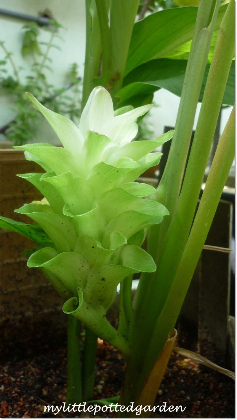 My Little Potted Garden Beautiful Flower of The Turmeric