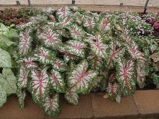 thisweekinthetrialgarden august