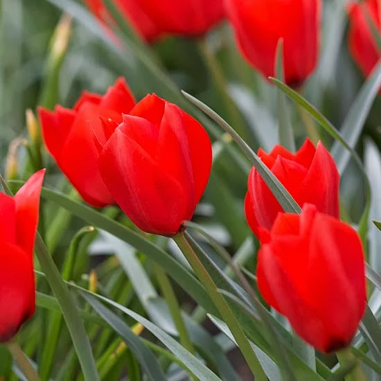 My Enchanting Cottage Garden 10 Top Perennial Tulips