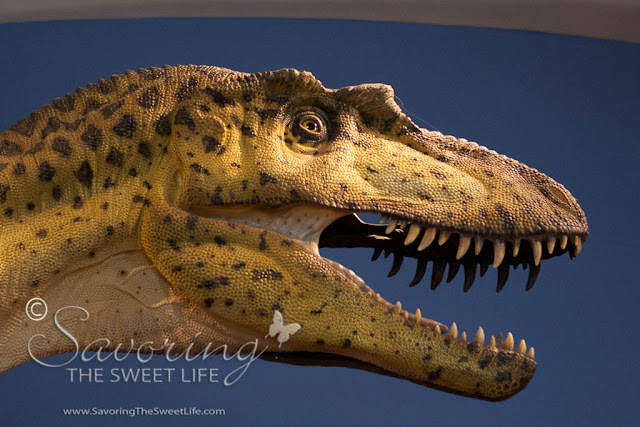 Dino Jaws Natural History Museum Dino Jaws Natural History Museum