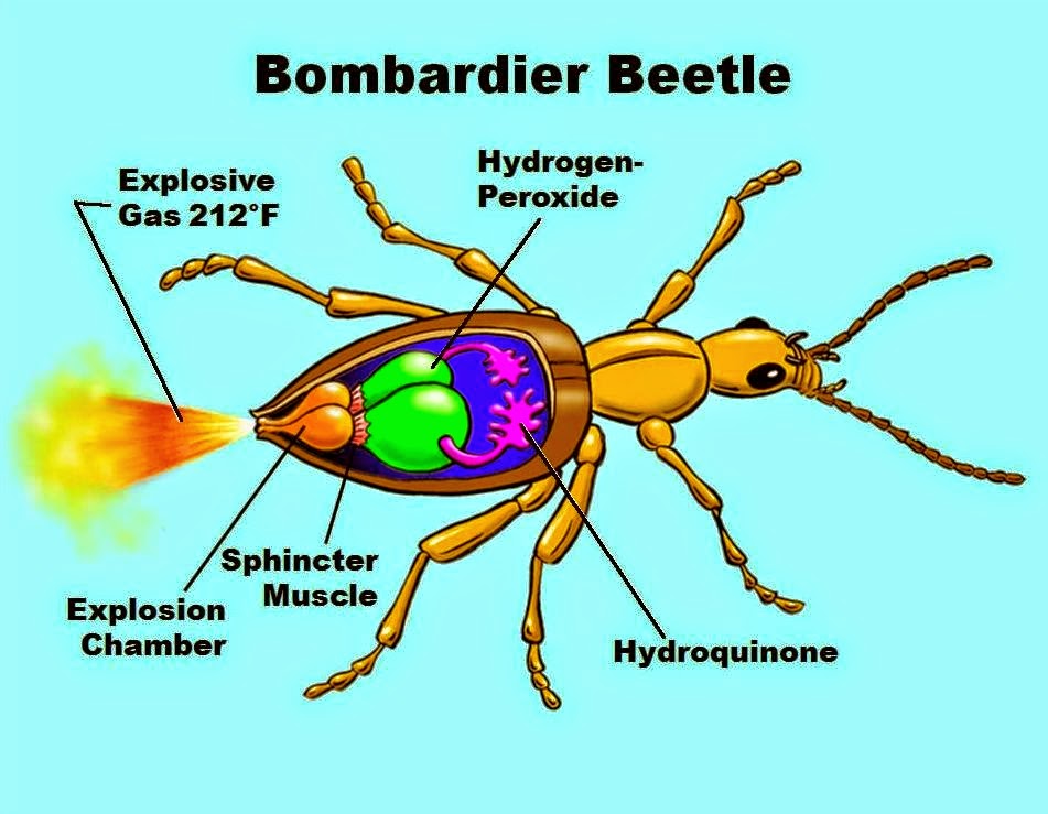 A Beetle Life Beetle Bioinspiration