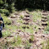200 cannabis sativa plants destroyed by police in Skraparë