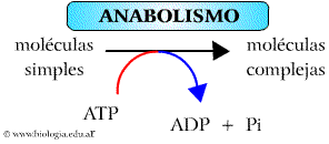 Ejemplos de vias metabolicas y anabolicas