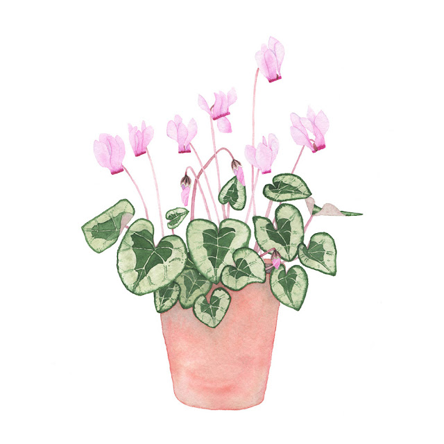 watercolor paintings, houseplant portraits, cyclamen plants, watercolor cyclamen, watercolor houseplant, Pink cyclamen painting, Anne Butera, My Giant Strawberry