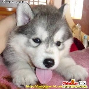 Everything Serigala Atau Siberian Husky