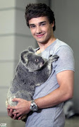Los chicos de One Direction no pudieron resistirse a abrazar a la koala Kat . (one direction koalas )