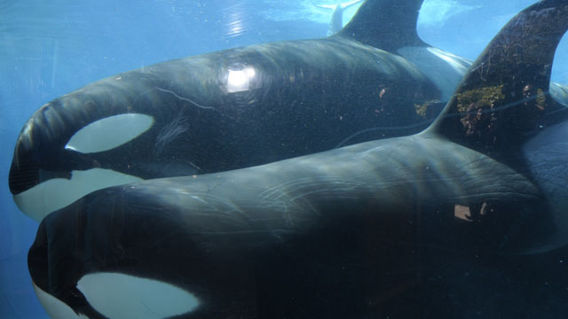 Photo orque Orca+Ears+Inspire+Researchers+To+Build+Pea-Sized+Underwater+Microphones