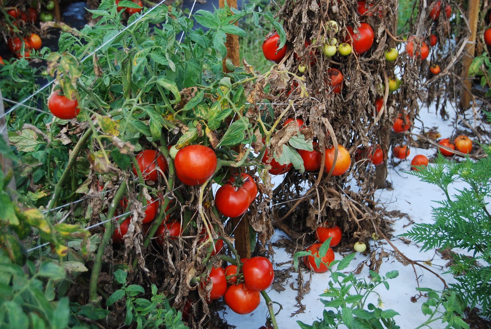 Helen A. Lockey April 2012