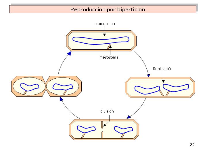 Esporulacion reproduccion asexual biparticion Esporulacion reproduccion asexual biparticion