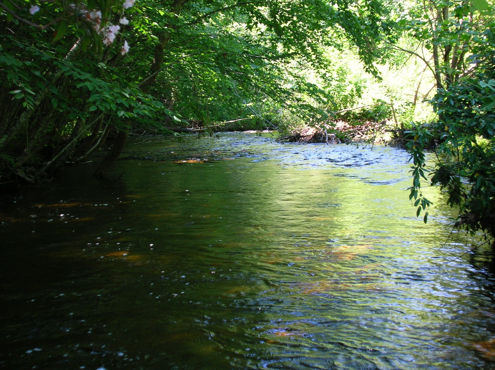 Small Stream Reflections New Stream, and Fine Spotted Brook Trout