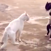 Αστείες γάτες