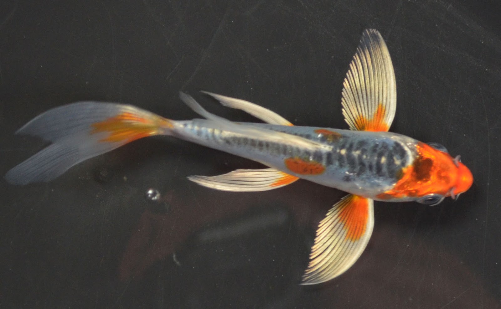 koi-fish.jpg