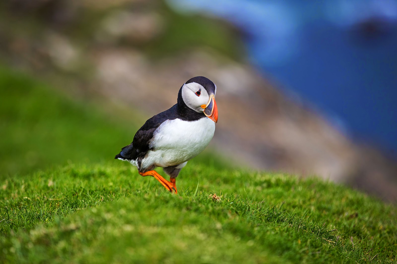 top 28 do puffins migrate atlantic puffins scout out top 28 do puffins migrate atlantic puffins scout out