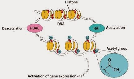 epigenetics histone acetylation