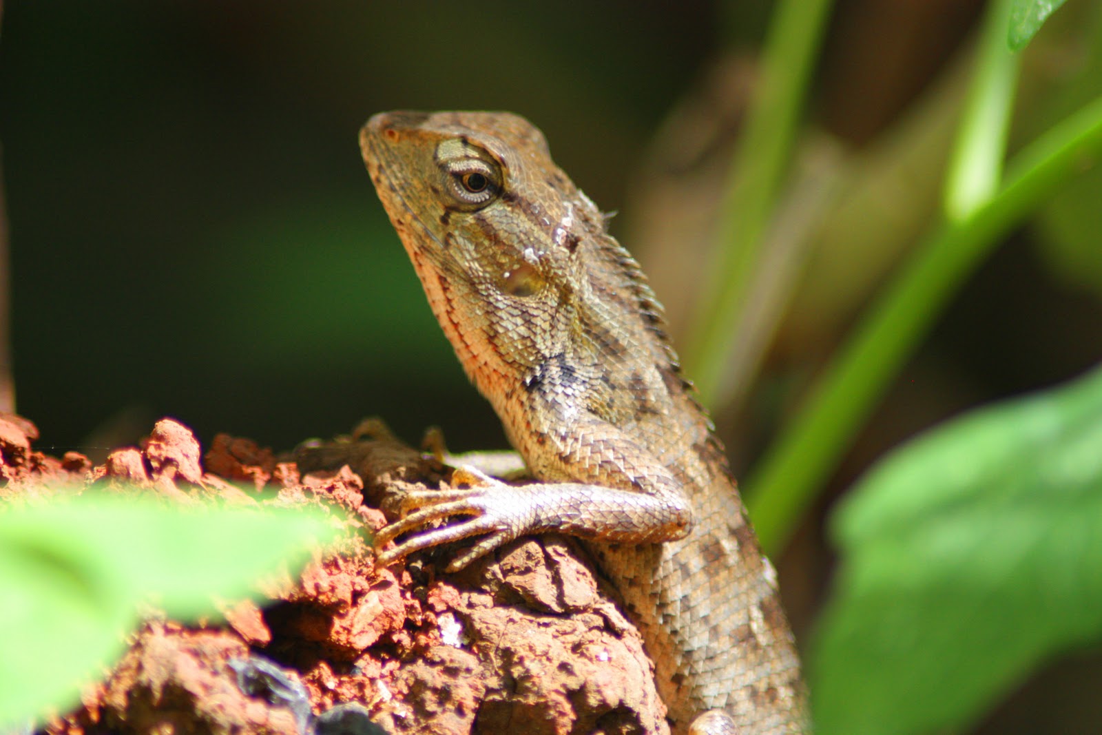 Dunia Hewan : Bunglon, Kecepatan Lidah Melebihi Jet Tempur