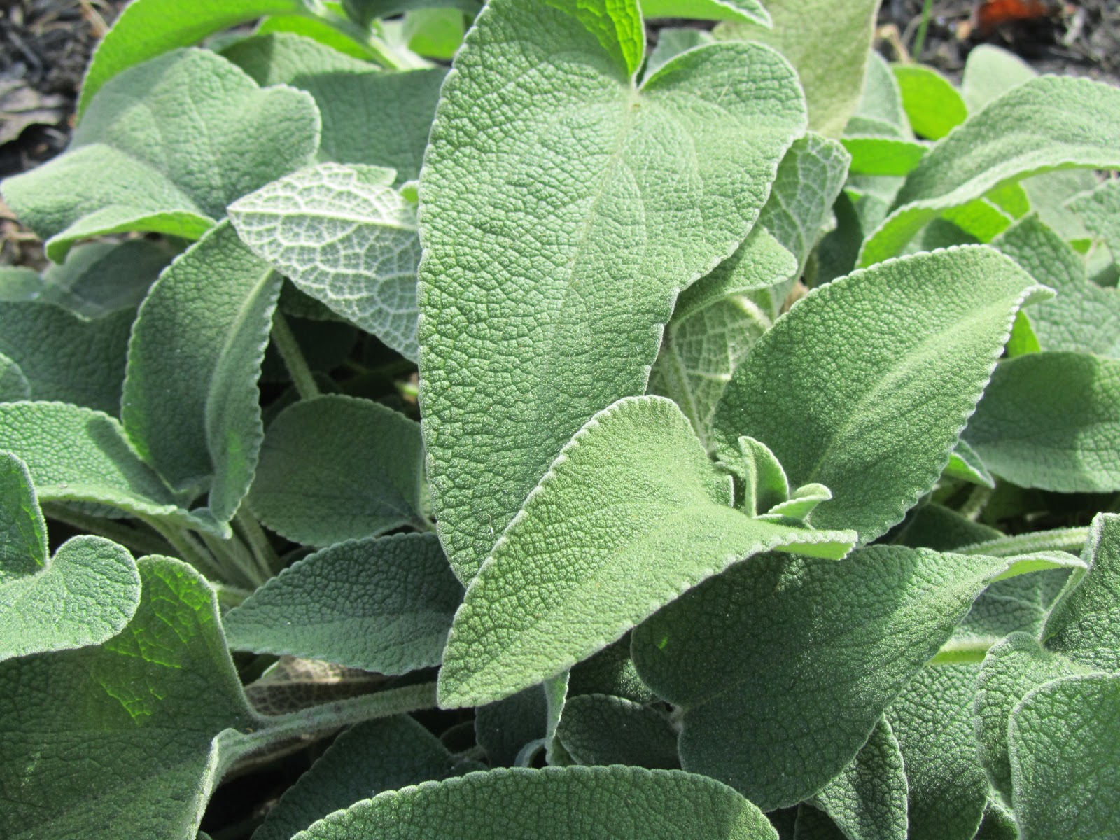 Blooming Hill Lavender Farm Parsley, Sage, Rosemary and Thyme