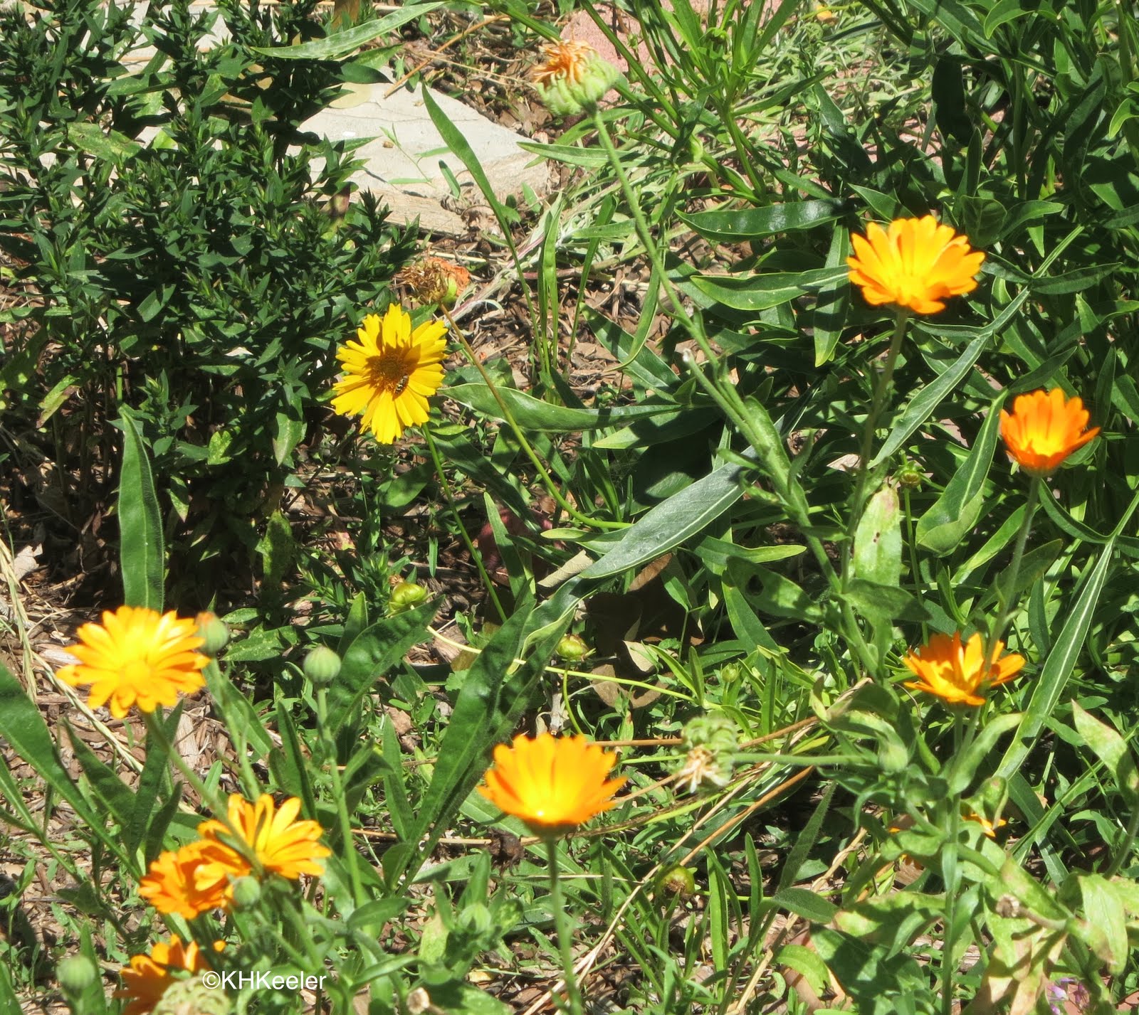 A Wandering Botanist Plant StoryMarigolds in History Pot Marigolds